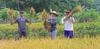 Pemkot Surabaya Gelar Panen Raya Padi di Kelurahan Made