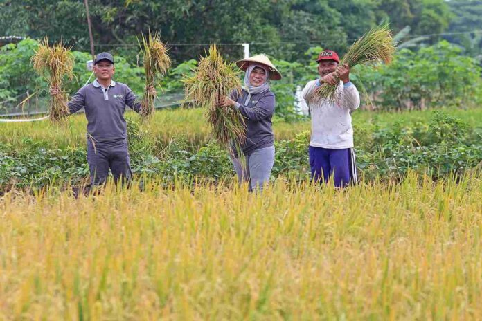 Pemkot Surabaya Gelar Panen Raya Padi di Kelurahan Made