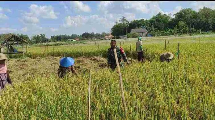 Babinsa Koramil 0826-03 Proppo, Bantu Warga Panen Padi di Desa Banyubulu