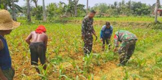 Kolaborasi Babinsa Posramil 0826-12 Kadur dengan Petani di Desa Pamoroh