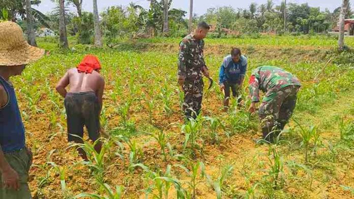 Kolaborasi Babinsa Posramil 0826-12 Kadur dengan Petani di Desa Pamoroh