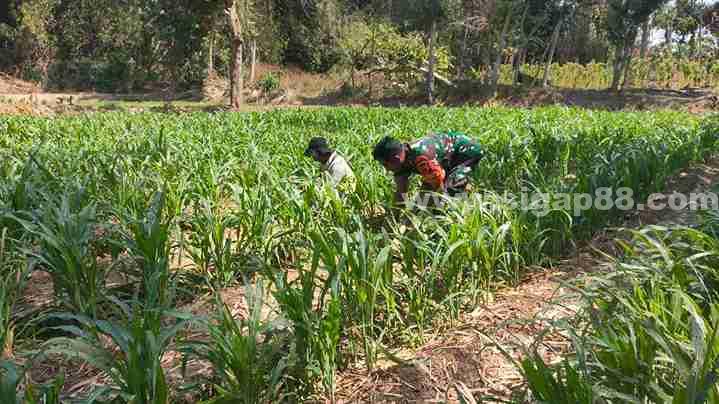 Babinsa Koramil 0826-02 Tlanakan Bantu Petani Rawat Tanaman Jagung