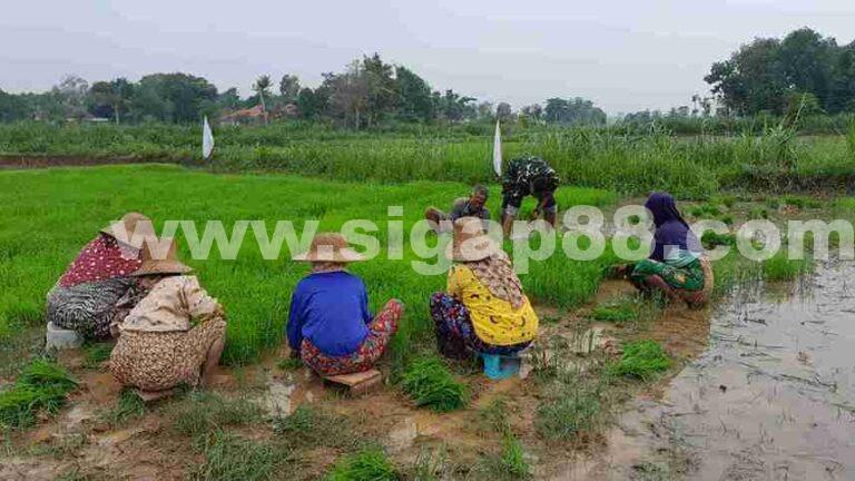 Musim Tanam Tiba, Babinsa Koramil 0826-09 Pakong Bersama Warga Desa Bajang Cabut Bibit Padi Siap Tanam
