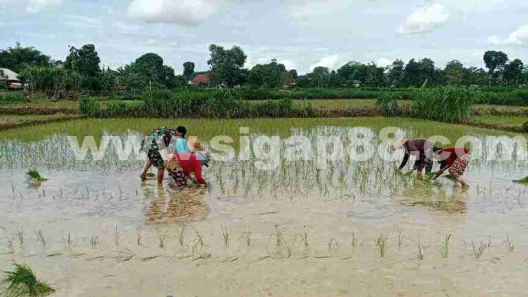 Manunggal Bersama Rakyat, Babinsa Koramil 0826-09 Pakong Bantu Warga Tanam Padi Di Dusun Nanggar