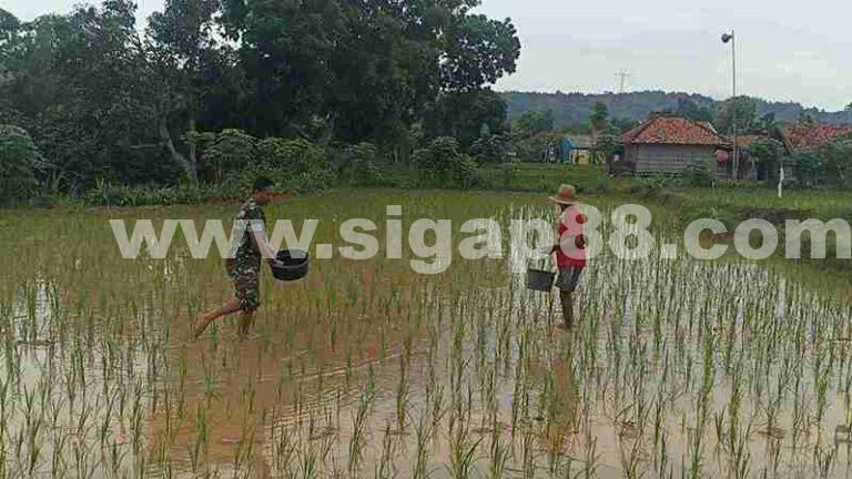 Babinsa Posramil 0826-12 Kadur Bantu Pemupukan Padi Di Wilayah Binaan