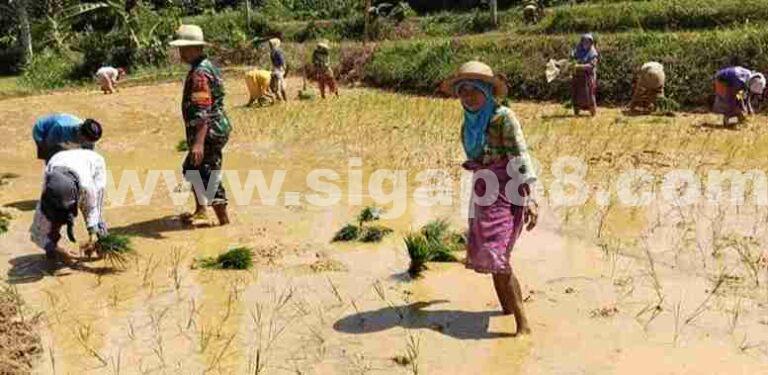 Babinsa Koramil 0826-07 Pegantenan Bersama Petani Tanam Padi Di Dusun Brokem Dajah