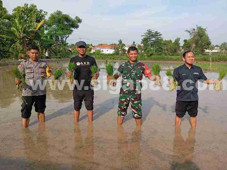 Gerakan Tanam Padi Tiga Pilar Desa Tentenan Timur Dukung Ketahanan Pangan Nasional
