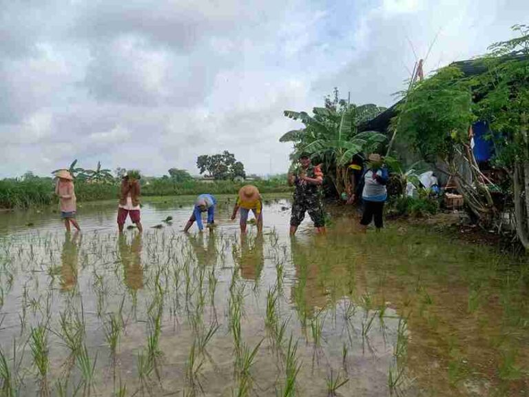 Babinsa Koramil 0826-05 Larangan Bersama Warga Desa Taraban Tanam Padi