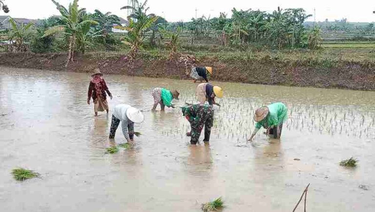 Babinsa Koramil 0826-02 Tlanakan Bersama Warga Tanam Padi Di Desa Bandaran