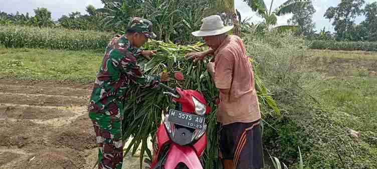 Babinsa Koramil 0826-11 Batumarmar Bantu Warga Desa Lesong Dajah