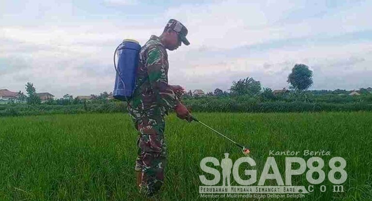 Babinsa Koramil 0826-05 Larangan, Bantu Petani Kaduara Barat Semprotkan Pestisida