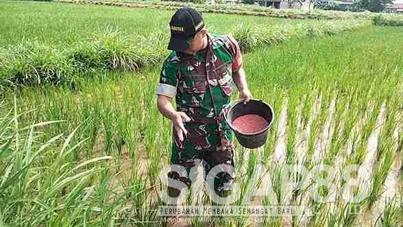 Terjun ke Sawah, Babinsa Koramil 0826-05 Larangan Bantu Pemupukan Tanaman Padi Terjun ke Sawah, Babinsa Koramil 0826-05 Larangan Bantu Pemupukan Tanaman Padi