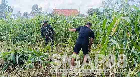 Babinsa Koramil 0826-09 Pakong Bantu Petani Desa Lebbek Panen Jagung Babinsa Koramil 0826-09 Pakong Bantu Petani Desa Lebbek Panen Jagung