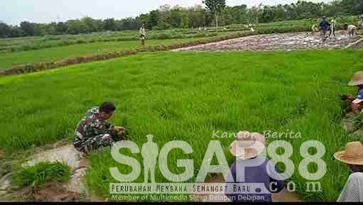 Babinsa Koramil 0826-01 Pamekasan Bantu Petani Tanam Padi di Kelurahan Bugih