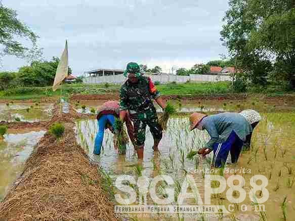 Babinsa Koramil 0826-02 Tlanakan Bersama Poktan Pandan Wangi Laksanakan Penanaman Padi di Desa Panglegur