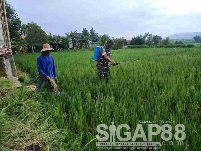 Babinsa Koramil 0826-08 Palengaan Bantu Petani Lakukan Penyemprotan