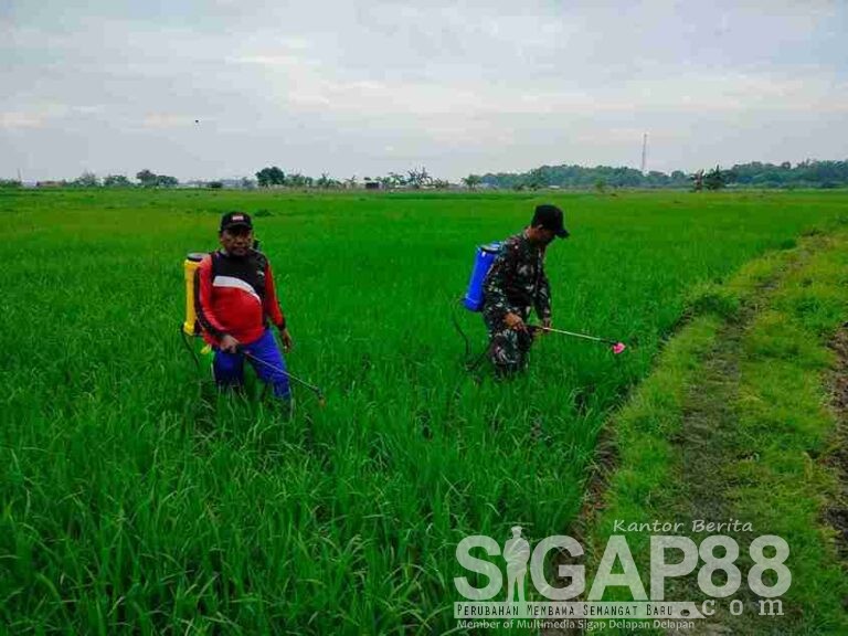 Babinsa Koramil 0826-06 Pademawu Bersama Poktan Mawar 1 Lakukan Penyemprotan Opt