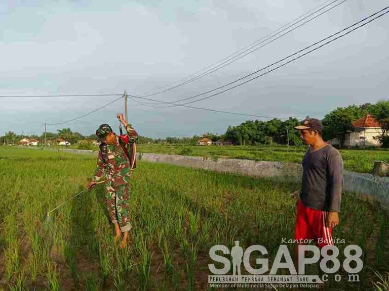 Babinsa Koramil 0826-13 Pasean Bantu Petani Desa Sotaber Semprotkan Pupuk Untuk Tanaman Padi