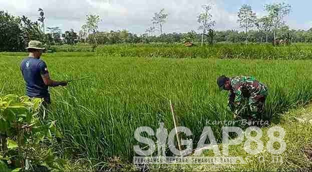 Babinsa Koramil 0826-09 Pakong Bantu Petani Desa Lebbek Rawat Tanaman Padi