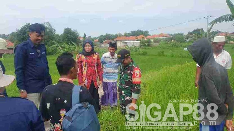 Babinsa Koramil 0826-05 Larangan Gandeng Dinas Pertanian Pamekasan Lakukan Pengendalian Hama Tikus