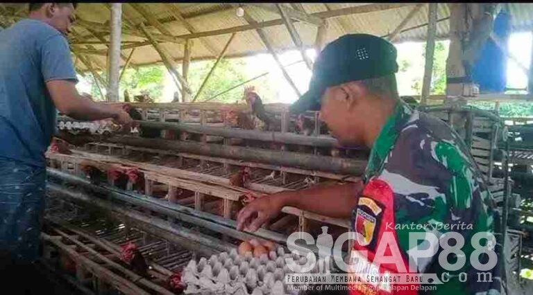 Babinsa Koramil 0826-05 Larangan Komsos Dengan Peternak Ayam Petelur Di Wilayah Binaan