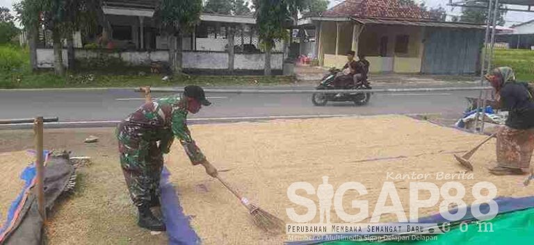 Babinsa Koramil 0826-08 Palengaan Bantu Warga Desa Akkor Jemur Padi