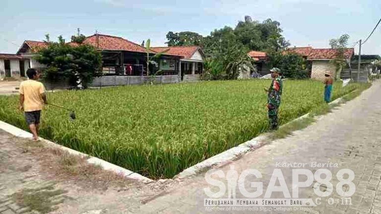 Babinsa Koramil 0826-06 Pademawu Bantu Petani Desa Majungan Usir Hama Burung