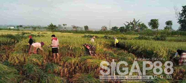 Babinsa Koramil 0826-03 Proppo Bersama Warga Panen Padi Di Desa Badung