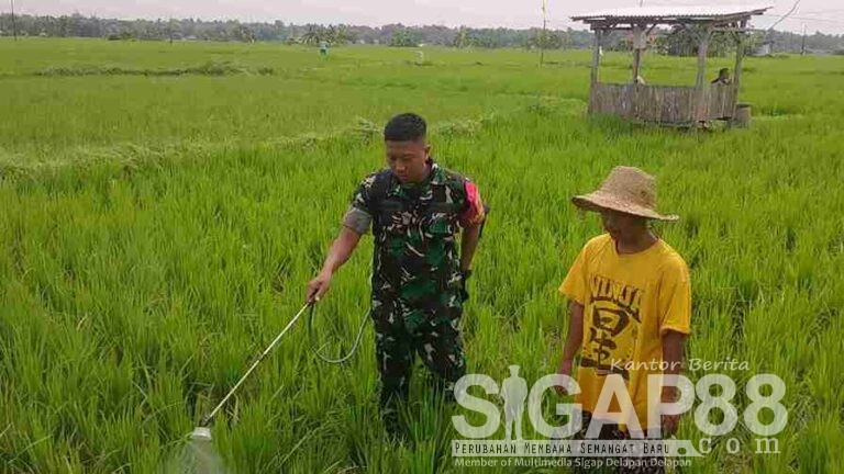Babinsa Koramil 0826-06 Pademawu Bantu Petani Lakukan Penyemprotan Padi
