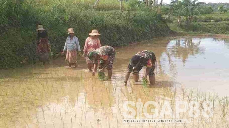 Posramil 0826-12 Kadur Bersama Poktan Sri Dewi Tanam Padi Ke-2 Di Desa Kertagena Tengah