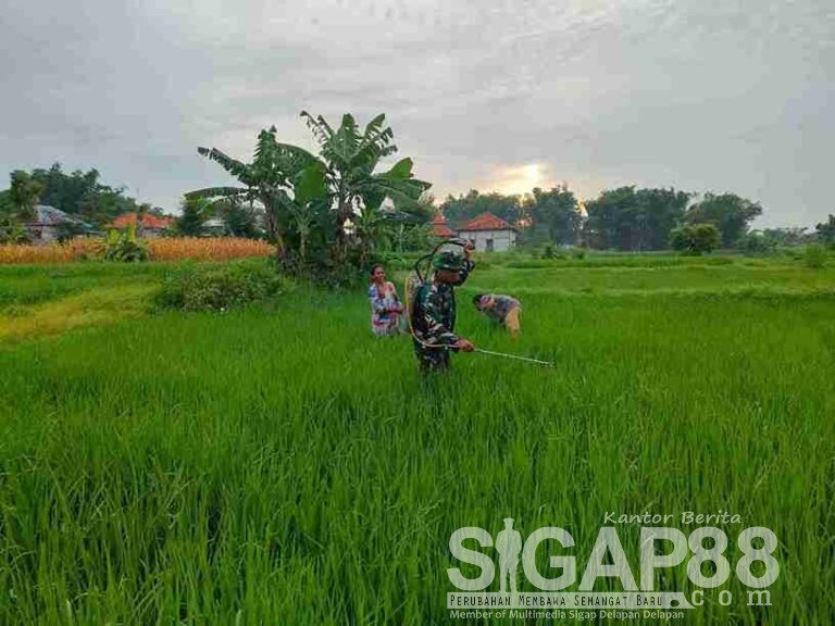 Babinsa Koramil 0826-02 Tlanakan Bantu Petani Lakukan Penyemprotan Tanaman Padi