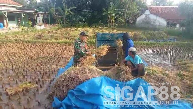 Babinsa Koramil 0826-10 Waru Bantu Warga Dusun Duwek Rajeh Panen Padi