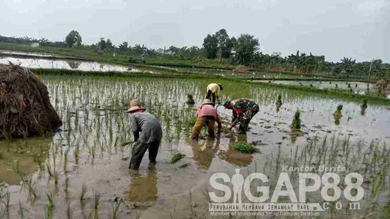 Babinsa Koramil Pademawu Beserta Ppl Desa Majungan Dan Poktan Dahlia 4 Tanam Padi Ke-2