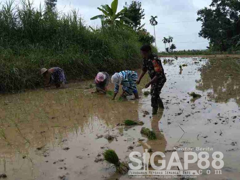 Babinsa Koramil 0826-10 Waru Dampingi Petani Dusun Lembenah Tanam Padi Ke-2