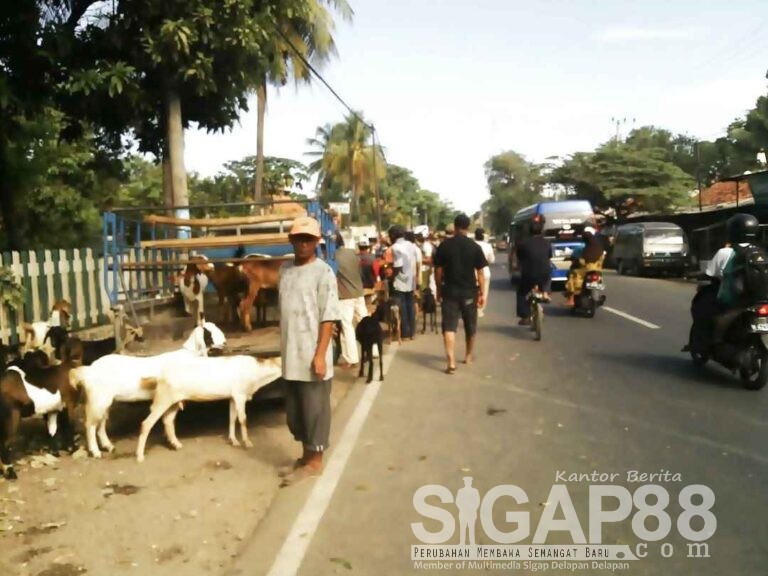 Pemkab Sumenep Fasilitasi Tempat Pasar Kambing Prenduan