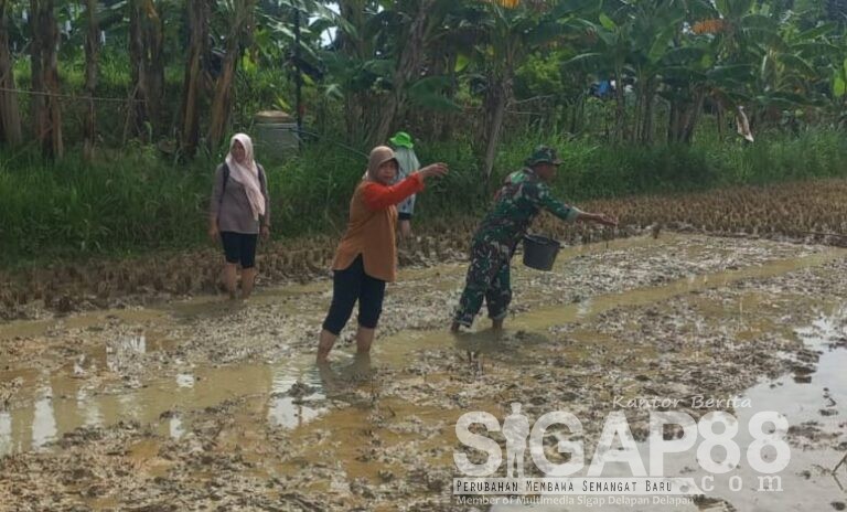 Babinsa Koramil 0826-06 Pademawu Dampingi Petani Semai Bibit Padi