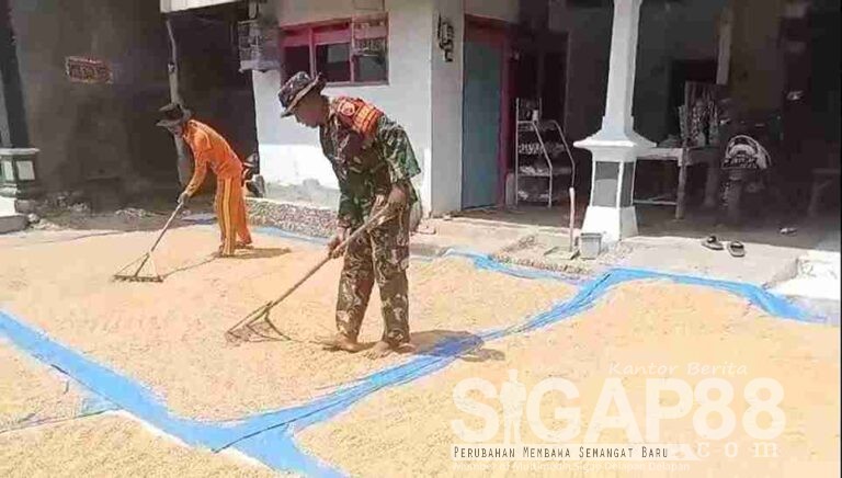 Babinsa Koramil Pademawu Bantu Warga Jemur Padi Di Desa Buddih