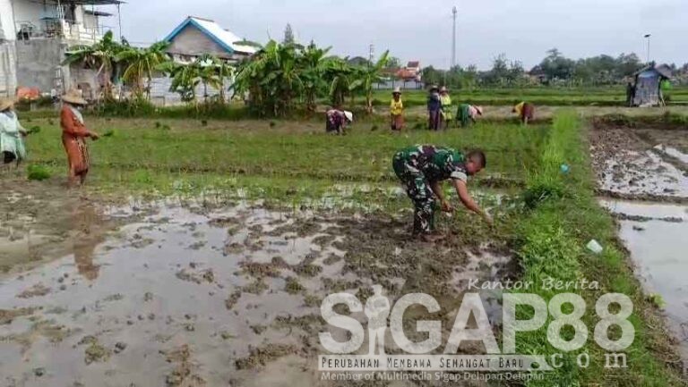 Babinsa Koramil 0826-06 Pademawu Ikuti Tanam Padi Kedua Di Desa Tanjung