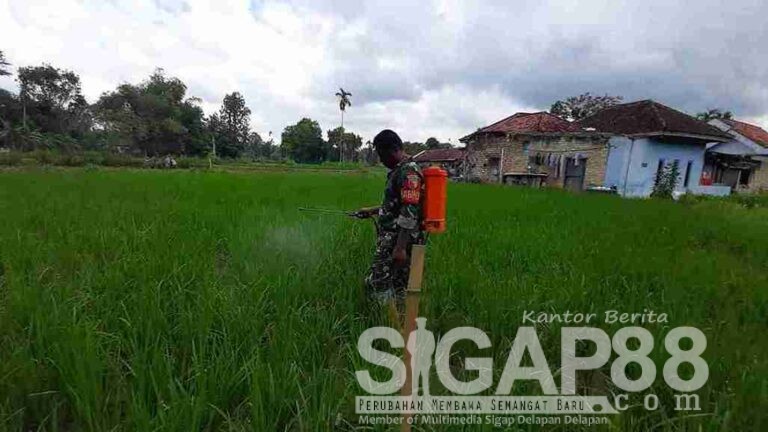 Babinsa Koramil 0826-09 Pakong Bantu Petani Semprot Padi Cegah Hama Di Desa Banban