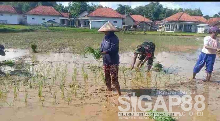 Babinsa Koramil 0826-10 Waru Tanam Padi Bersama Warga Dusun Lembena