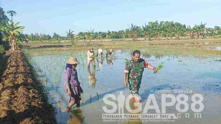 Babinsa Koramil 0826-06 Pademawu Bersama Kelompok Tani Bhakti Tanam Padi Di Lahan 4 Hektar