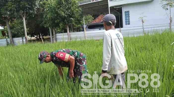 Babinsa Koramil Pademawu di desa Nyalabu Laok