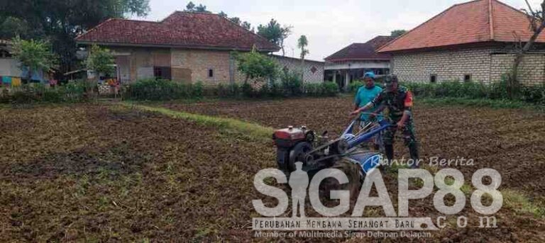 Dukung Pertanian Di Desa Palalang, Babinsa Koramil 0826-09 Pakong Bantu Warga Bajak Sawah