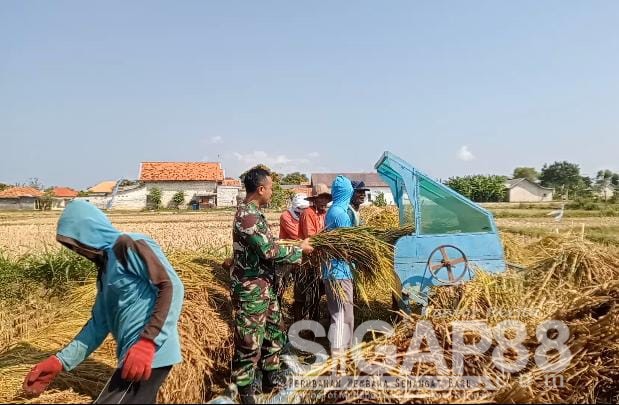 Babinsa Koramil 0826-06 Pademawu Dampingi Warga Panen Padi Tahap 2 di Padelegan