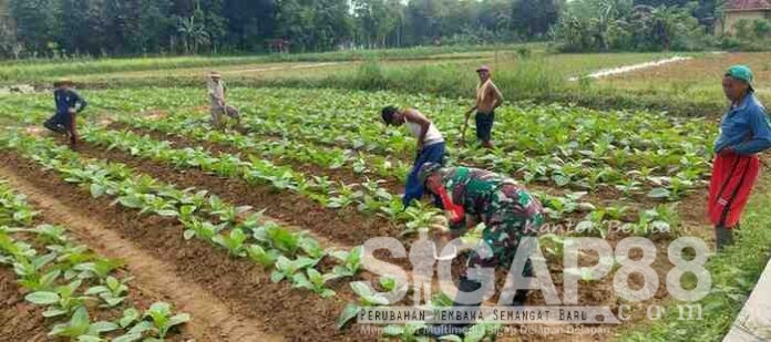 petani desa Palalang