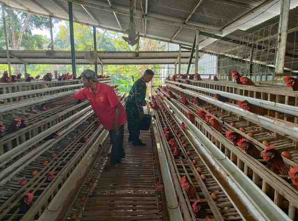 peternak ayam petelur
