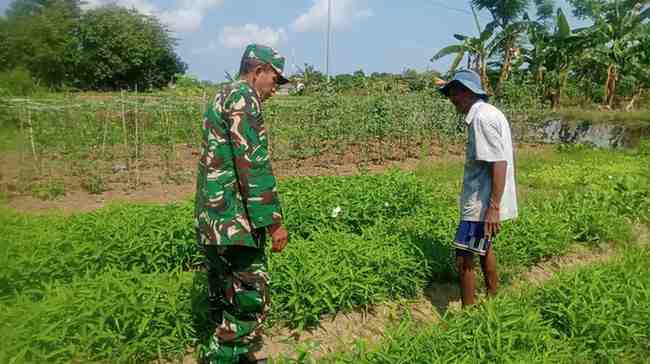 Babinsa desa pandan