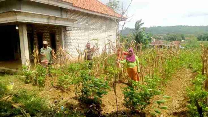 babinsa batumarmar bantu petani jagung