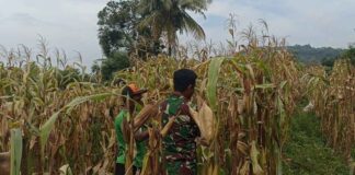 Babinsa Posramil 0826-12 Kadur Dampingi Petani Panen Jagung