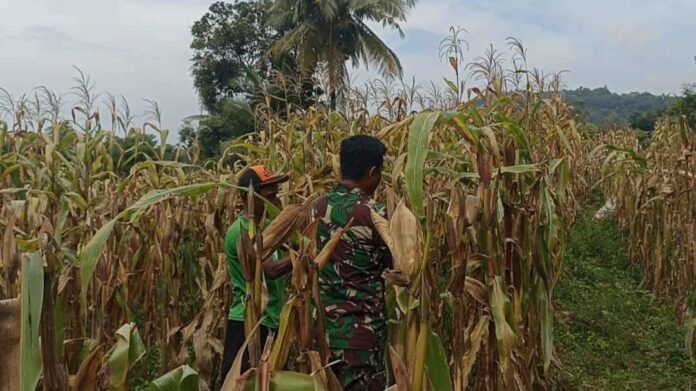 babinsa kadur Babinsa Posramil 0826-12 Kadur Dampingi Petani Panen Jagung